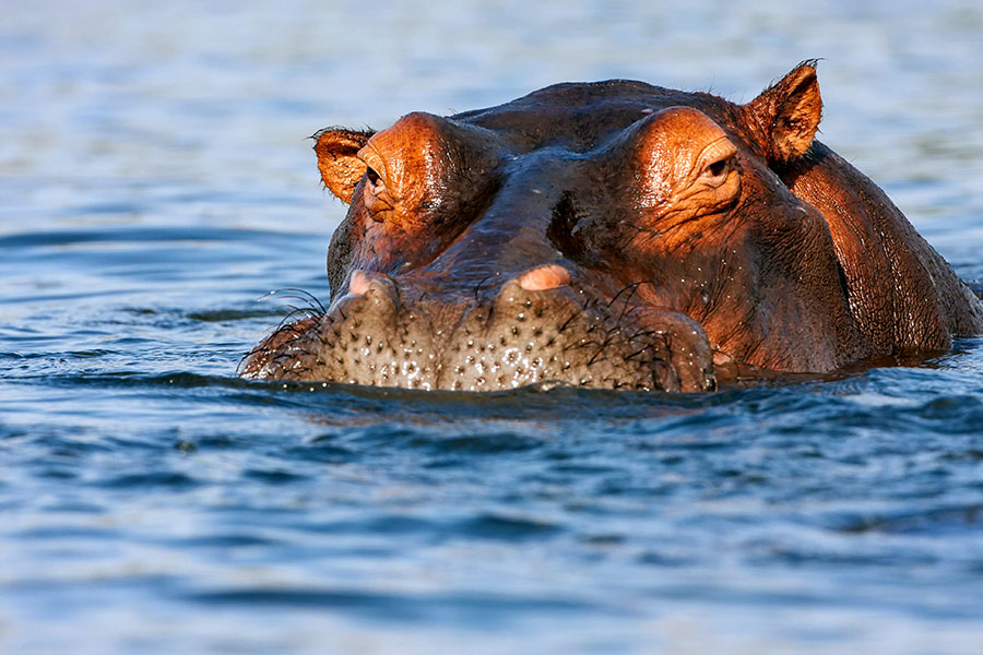 Botswana Chobe Nationalpark Hippo