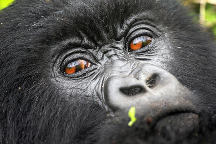 A close up of a gorilla's face, Uganda