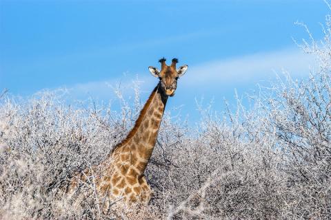 Spot giraffes in the tree tops