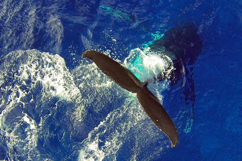 The Muri Beach Club hotel has set up a whale shark environmental monitoring program 