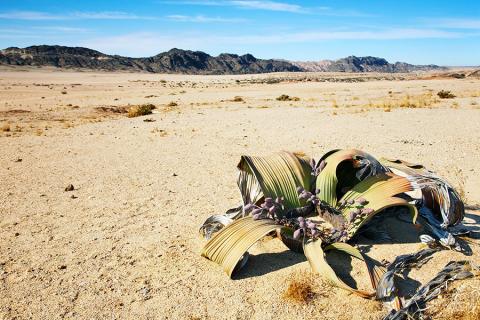 Discover the Namib Desert and see if you can find a Welwitschia plant
