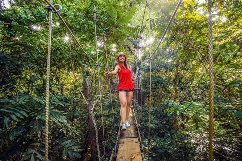Step into the rainforest on a canopy walk