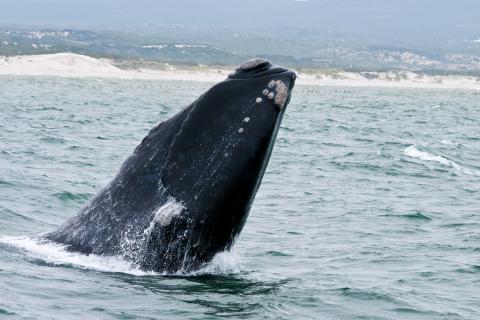 Southern Right Whale near Hermanus, South Africa