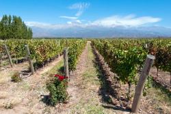 Vineyards, Mendoza, Argentina