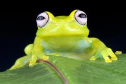Glass frog, Amazon, Bolivia