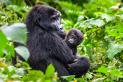 uganda_gorilla_with_baby_900x600