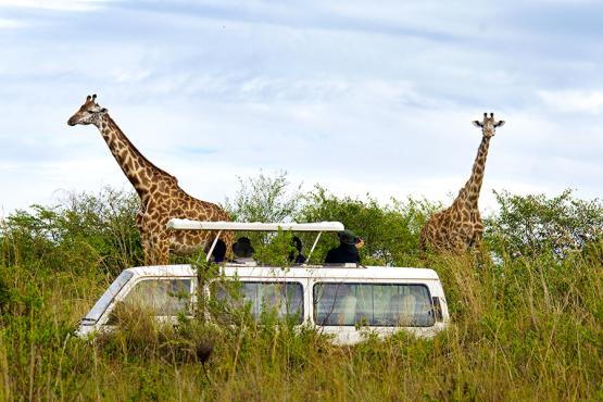 Kenia Masai Mara Giraffen