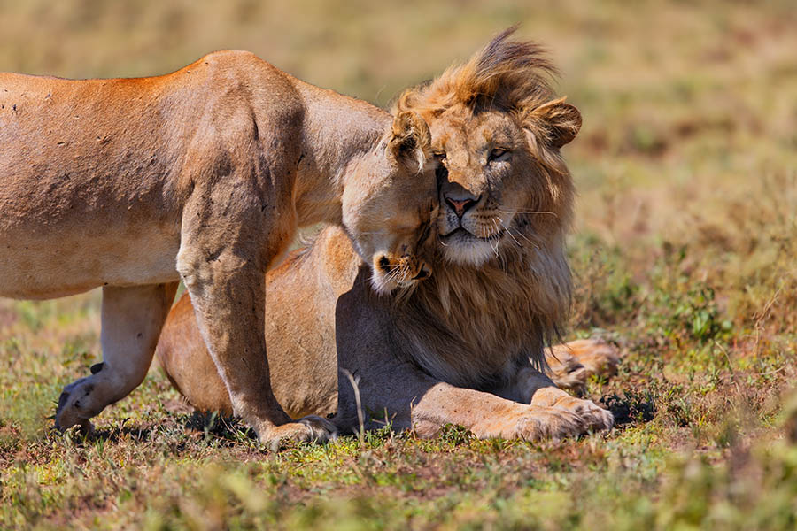 Spot lions in the Ngorongoro Crater | Travel Nation