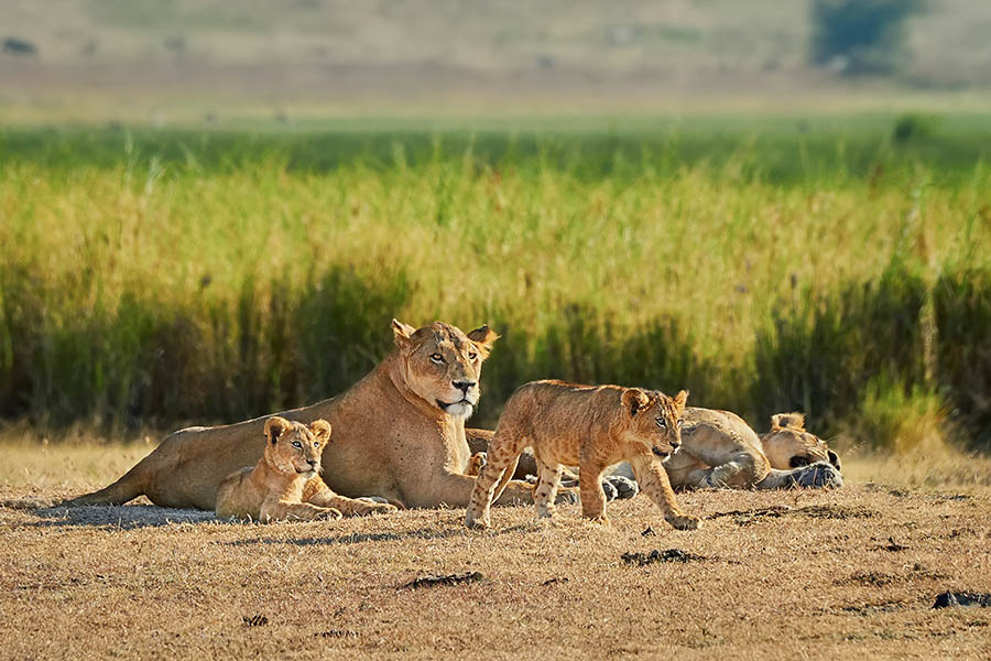 Watch lion cubs playing in the sunshine of Kruger | Travel Nation