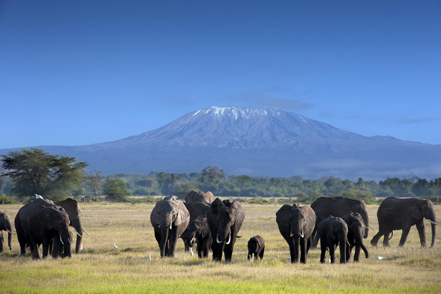 Elephants in front of Mount Kilimanjaro, Tanzania