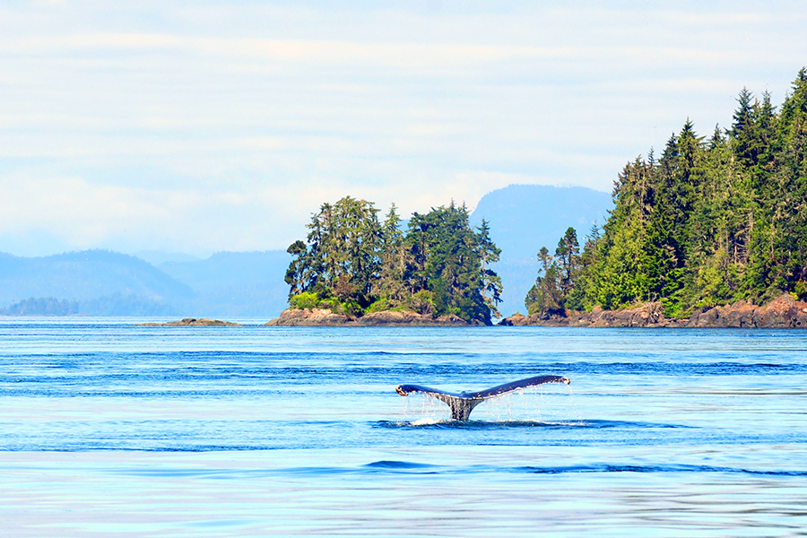 A whale, Vancouver Island, Canada
