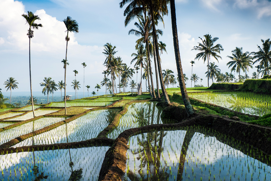 Rice fields, Lombok