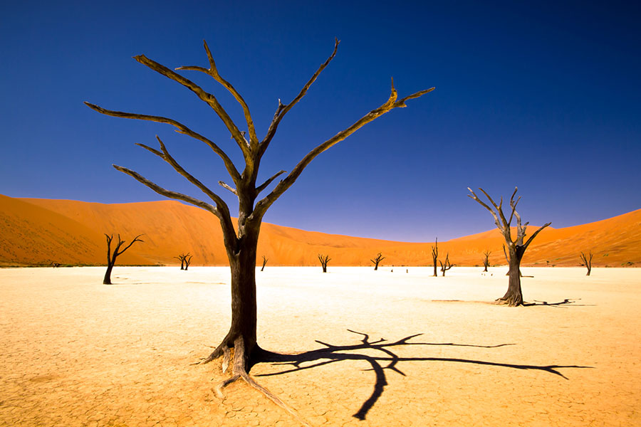 The trees in Sossusvlei died years ago and are perfectly preserved