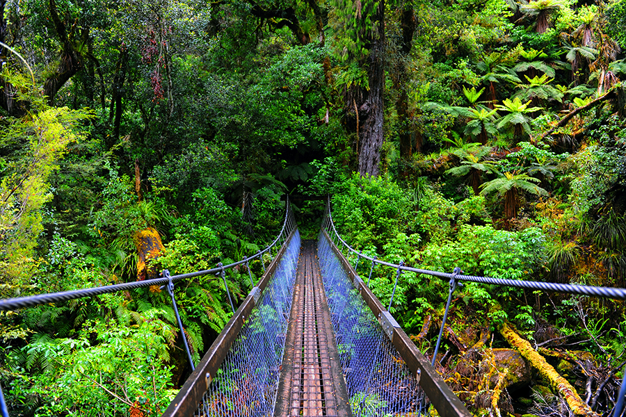 Canopy walk, Lake Waikaremoana, North Island, New Zealand