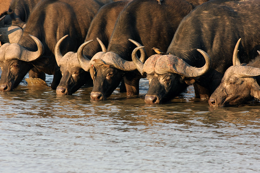 Südafrika Krüger Nationalpark Büffel