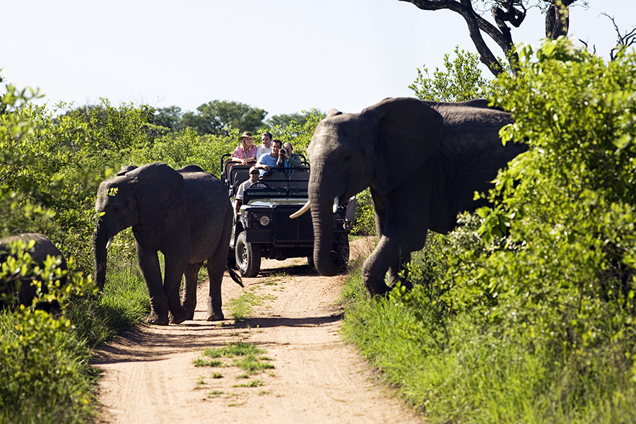 Südafrika Krüger Nationalpark Elefanten