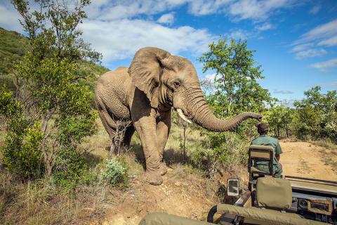 Tick the ‘Big 5’ animal encounters off your list