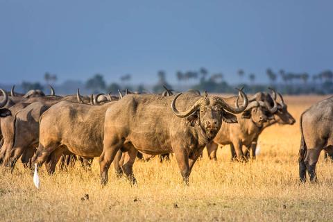Buffalos are common sightings in Malawi