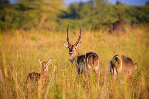 Watch antelope gallop across the wetlands of Liwonde