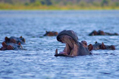Listen for hippos roaring 