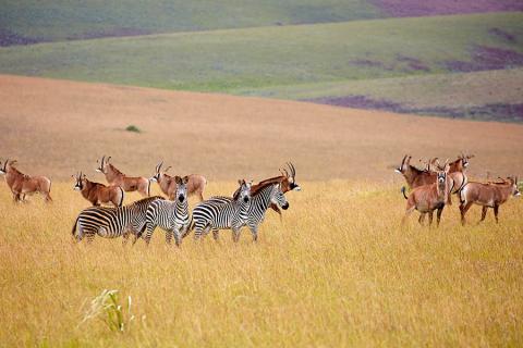 Antelope and zebras can be seen all over the country
