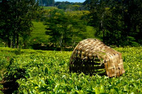 Stroll through acres of neatly trimmed bushes in the lush tea estates of Thyolo