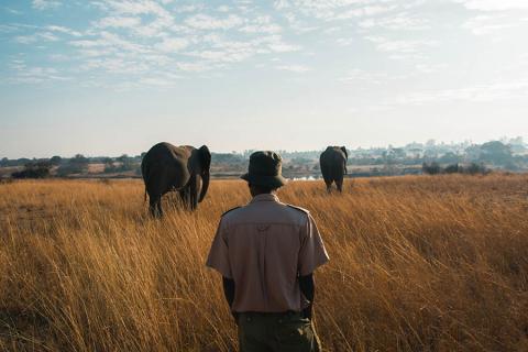 Elephant handler in a conservation park, Zimbabwe