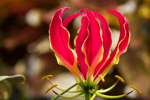 The Flame Lily is the national flower in Zimbabwe