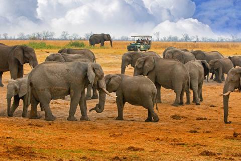Spot elephants in Hwange National Park