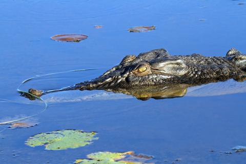 Beware of saltwater crocs in the Mary River Wetlands!