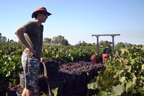 Find work as a farm hand or picking grapes