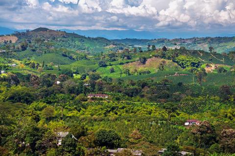 Taste local coffee in the lush plantations of the Central Andes