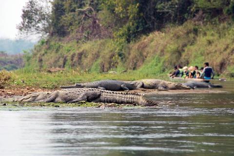 Krokodile im Chitwan-Nationalpark