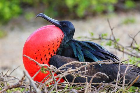 Male Great Frigatebird | Galapagos islands