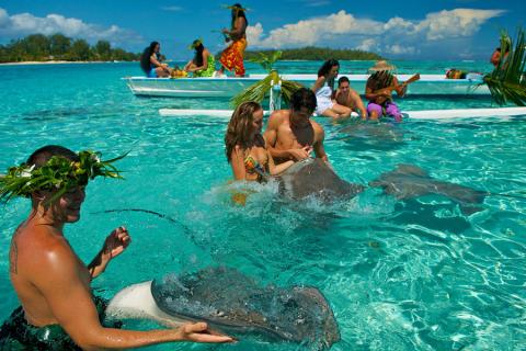 Many lagoon tours (“safaris”) include the opportunity to stop and feed Manta Rays