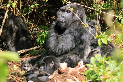 A sunbathing family of gorillas, Bwindi Impenetrable National Park, Uganda
