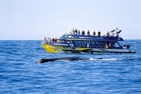 Keep your eyes open on your whale watching cruise