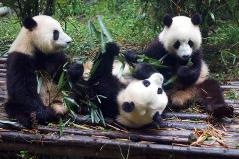 China Reisen - Panda 