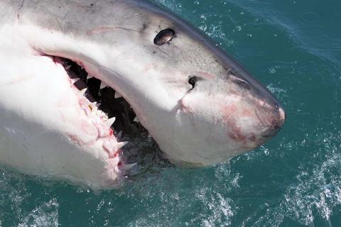 A close up photo of a Great White shark's mouth