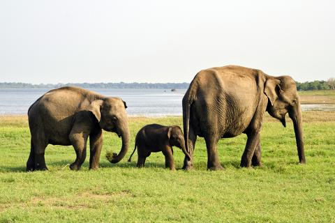 Mineeriya National Park is the place to spot elephants!