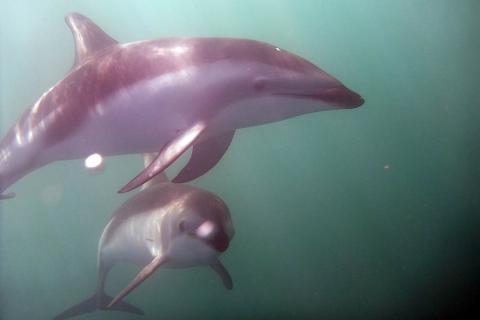 Delfine Südseeinsel Neuseelands