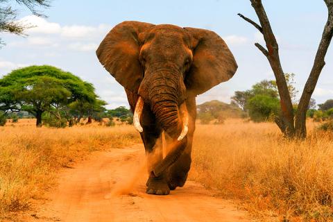 Enjoy fantastic elephant sightings
