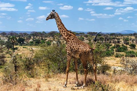 Head to Serengeti National Park for an incredible safari 