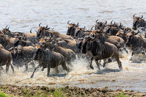 Follow the great migration across the Serengeti