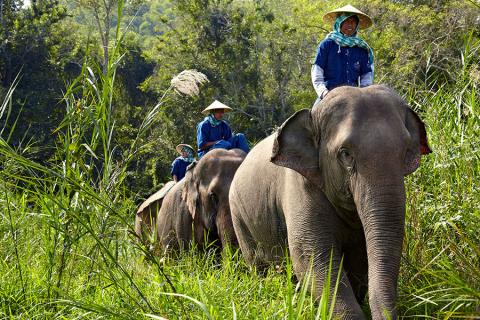 The Anantara Golden Triangle has a great reputation for looking ater elephants