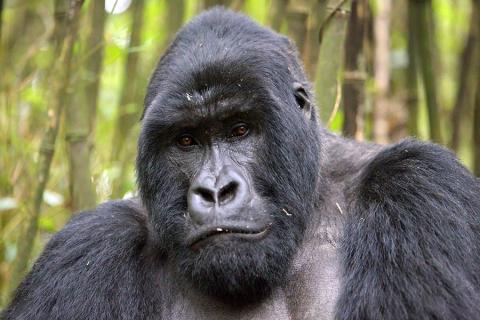 Close up of male gorilla