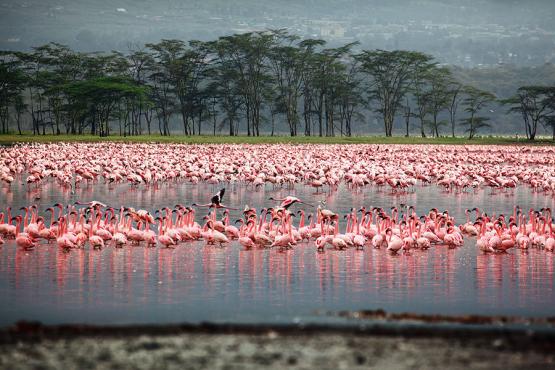 Kenia Nakurusee Flamingos