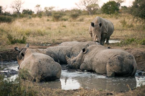 Krüger Nationalpark Rhinos 