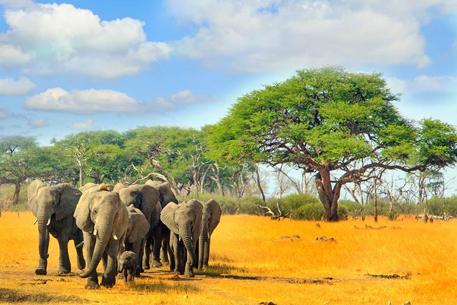 See elephants en masse at Hwange National Park