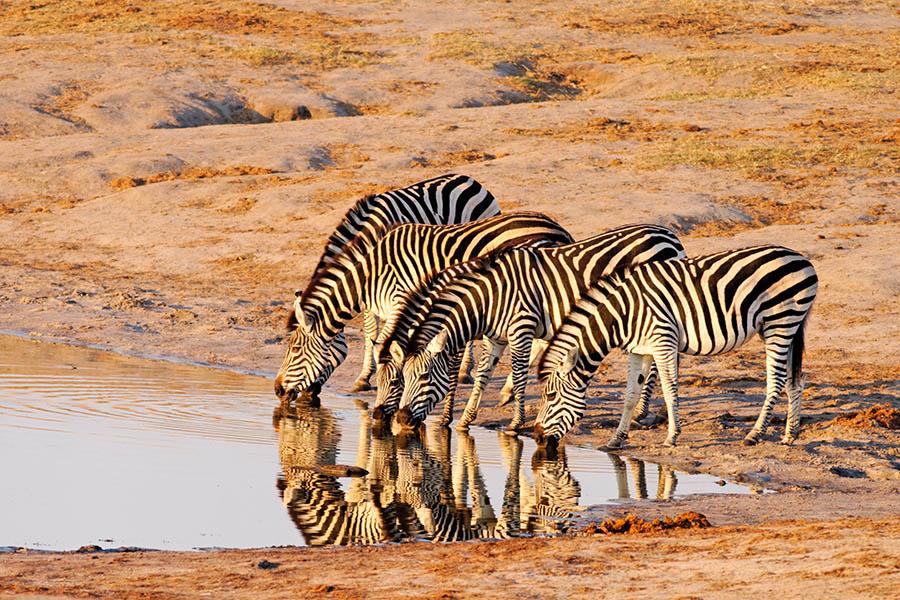 Watch zebras graze in Hwange NP